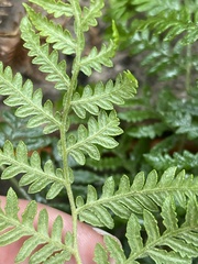 Pteris tremula