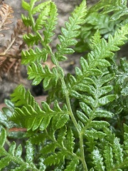 Pteris tremula
