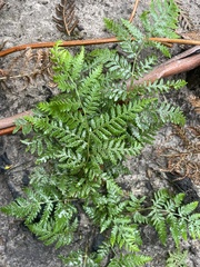 Pteris tremula