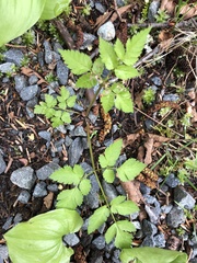 Osmorhiza purpurea