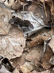 Erynnis icelus