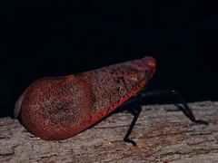 Scamandra