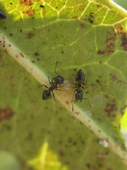 Crematogaster coarctata