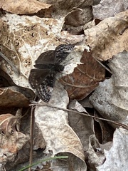 Erynnis icelus