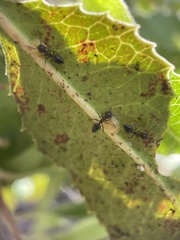 Crematogaster coarctata