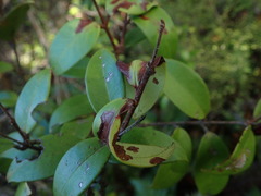 Austropuccinia psidii