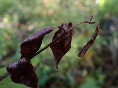 Austropuccinia psidii