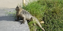 Cyclura nubila