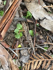 Pterostylis concinna
