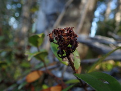 Austropuccinia psidii
