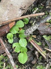 Pterostylis concinna