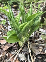 Cypripedium parviflorum
