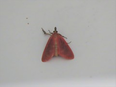 Arctioblepsis rubida