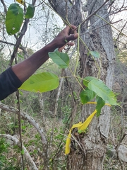 Ekmanianthe longiflora