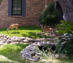 Odocoileus virginianus