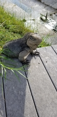 Cyclura nubila