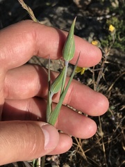 Calochortus tiburonensis