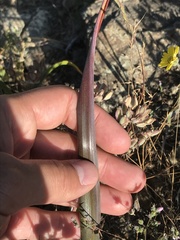 Calochortus tiburonensis