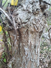 Ekmanianthe longiflora