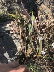 Calochortus tiburonensis