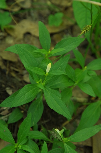 Image of Spigelia texana by (c) Eric Knight, some rights reserved (CC BY)