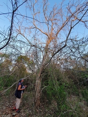 Ekmanianthe longiflora