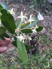 Morisonia ferruginea