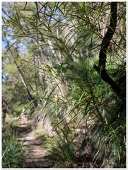 Grevillea linearifolia