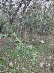 Morisonia ferruginea