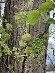 Populus deltoides