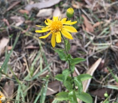 Asteraceae