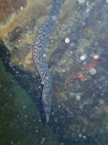 Muraena clepsydra