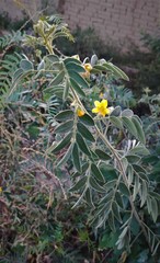 Senna weddelliana