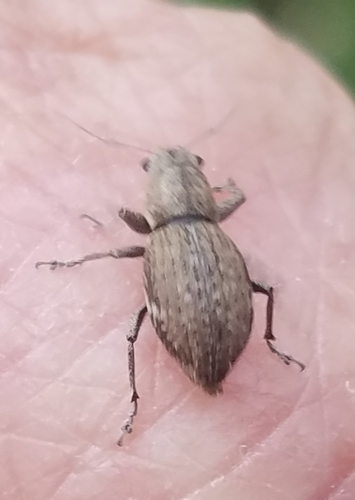 Fuller's rose weevil