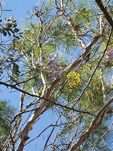 Barahona Jacaranda (Jacaranda ekmanii)
