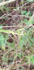 Stagmomantis domingensis