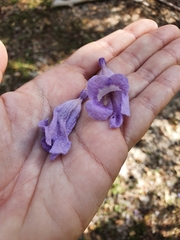 Jacaranda ekmanii