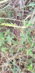 Stagmomantis domingensis
