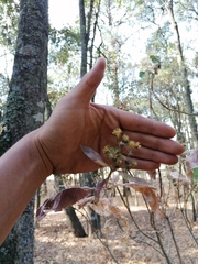Verbesina oncophora