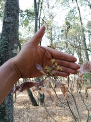 Verbesina oncophora