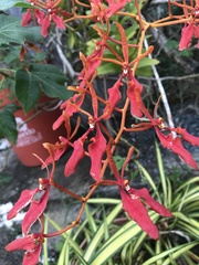 Renanthera