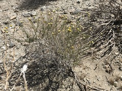 Acamptopappus sphaerocephalus