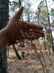 Verbesina oncophora