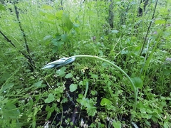 Ornithogalum boucheanum