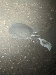 Apalone mutica mutica