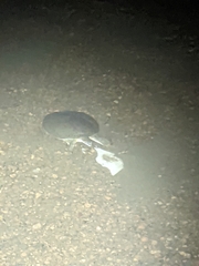 Apalone mutica mutica