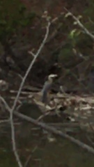 Ardea herodias