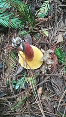 Boletus ripariellus image