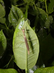Bistanta mexicana