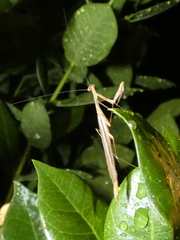 Bistanta mexicana
